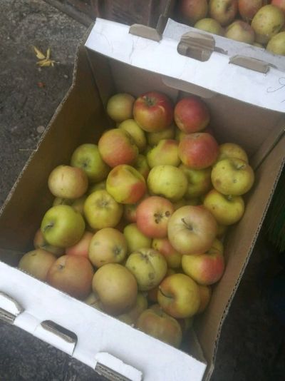 Лот: 14773062. Фото: 1. Яблоки. Овощи, фрукты, зелень