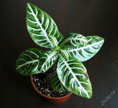 Лот: 1000928. Фото: 1. Афеландра. Горшечные растения и комнатные цветы