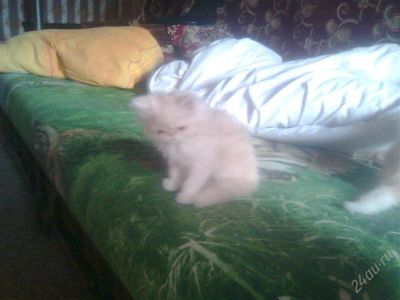 Лот: 1880700. Фото: 1. отдам персидских котят в хорошие... Кошки, котята