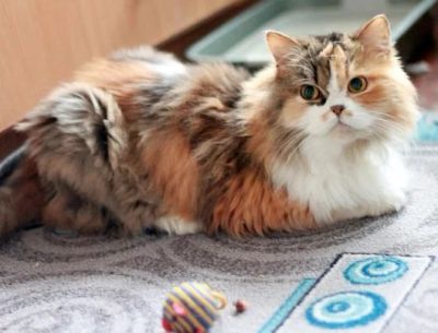 Лот: 5514395. Фото: 1. Шикарная кошка отдается:). Кошки, котята