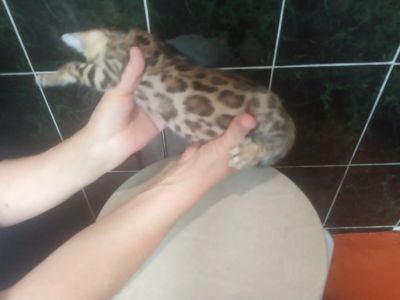Лот: 19534132. Фото: 1. Бенгалы котятья. Кошки, котята
