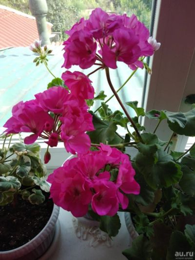 Лот: 15596670. Фото: 1. Пеларгония зональная Jubilee Rose... Горшечные растения и комнатные цветы