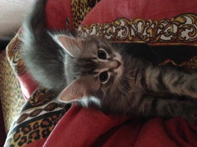 Лот: 3439960. Фото: 1. Отдам котят в хорошие руки!(Остался... Кошки, котята