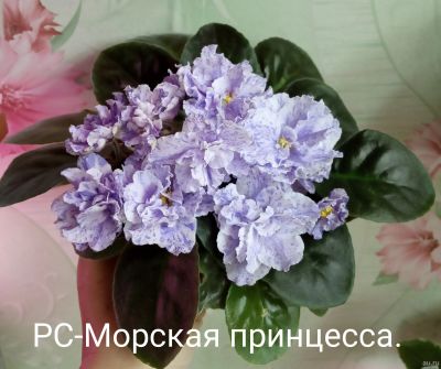Лот: 13986252. Фото: 1. Фиалка РС-Морская принцесса -... Горшечные растения и комнатные цветы