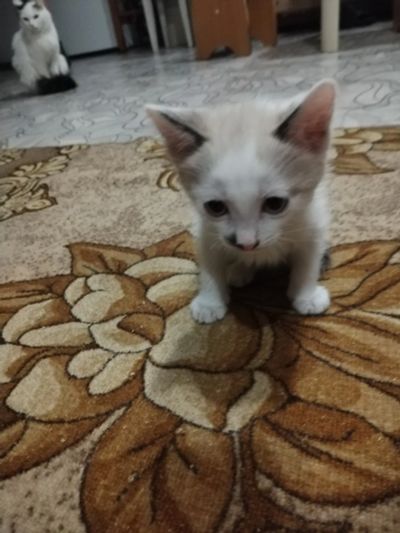Лот: 25055923. Фото: 1. Котята в добрые руки. Кошки, котята
