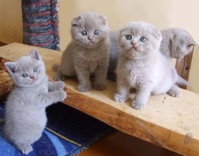 Лот: 3862397. Фото: 1. Плюшевое чудо. Кошки, котята