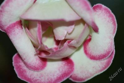 Лот: 2909284. Фото: 1. Глоксиния6 (цветущее растение). Горшечные растения и комнатные цветы