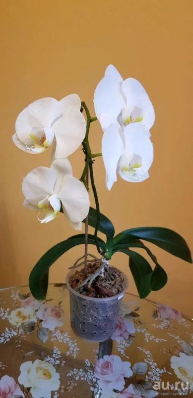 Лот: 13705495. Фото: 1. Крупная белая орхидея фаленопсис... Горшечные растения и комнатные цветы