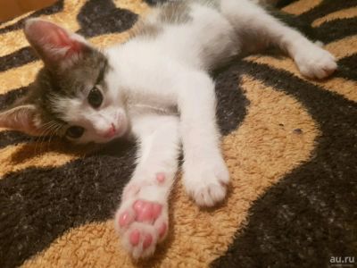 Лот: 12969212. Фото: 1. Кошки. Кошки, котята