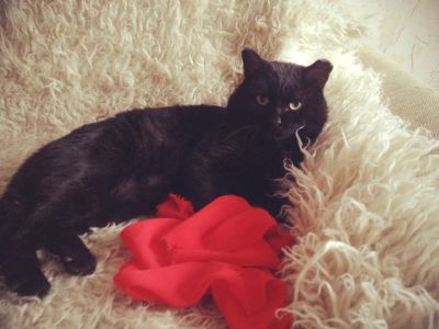 Лот: 6651593. Фото: 1. Хороший спокойный котик, 4-5 лет. Кошки, котята