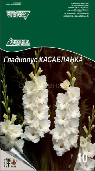 Лот: 5225747. Фото: 1. Гладиолус Касабланка, цена за... Другое (семена, рассада, садовые растения)