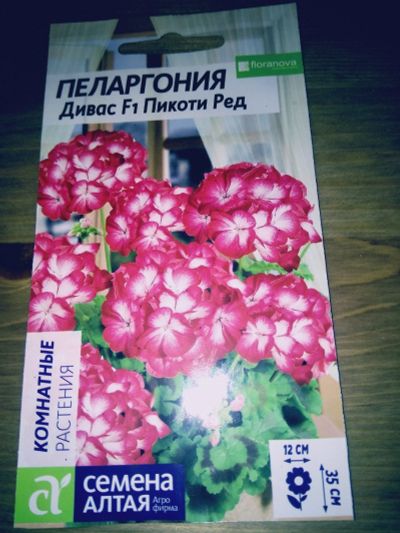 Лот: 17525580. Фото: 1. Сеянцы пеларгоний двух сортов. Горшечные растения и комнатные цветы