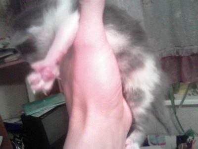 Лот: 6354632. Фото: 1. котята. Кошки, котята