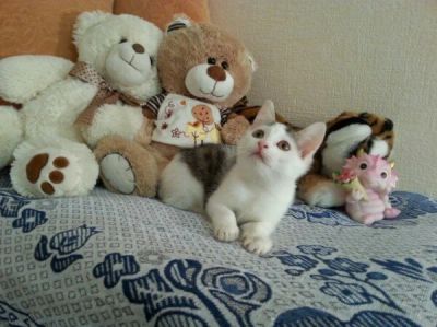 Лот: 6138829. Фото: 1. Котята 2,5 месяца приучены к лоточку. Кошки, котята
