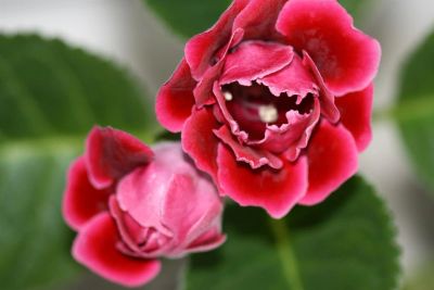 Лот: 3123527. Фото: 1. Глоксиния 10. Горшечные растения и комнатные цветы