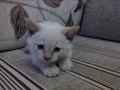 Лот: 3335700. Фото: 1. Очаровательный котенок. Кошки, котята