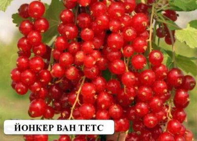 Лот: 3846981. Фото: 1. Смородина Йонкер ван Тетс красная... Другое (семена, рассада, садовые растения)