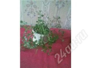 Лот: 172406. Фото: 1. каланхое. Горшечные растения и комнатные цветы