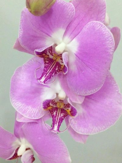 Лот: 6507033. Фото: 1. Орхидея розовая очень крупные... Горшечные растения и комнатные цветы