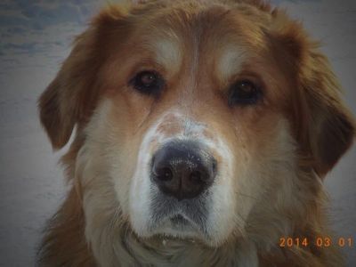 Лот: 3787182. Фото: 1. Марсель ищет своих хозяев!. Собаки, щенки