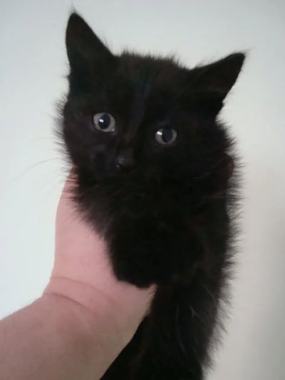 Лот: 4497257. Фото: 1. Котята - малышки, все девочки... Кошки, котята