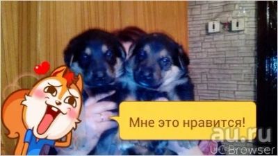 Лот: 8609910. Фото: 1. Щенки немецкой овчарки. Собаки, щенки