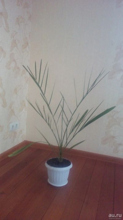Лот: 13502365. Фото: 1. Финиковая пальма 1. Горшечные растения и комнатные цветы