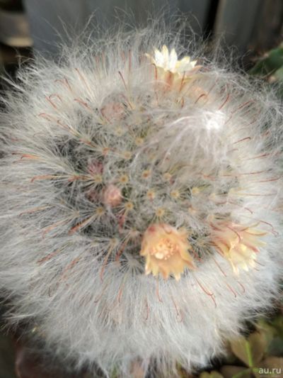 Лот: 14071602. Фото: 1. Кактус маммиллярия Бокасана/ mammillaria... Горшечные растения и комнатные цветы