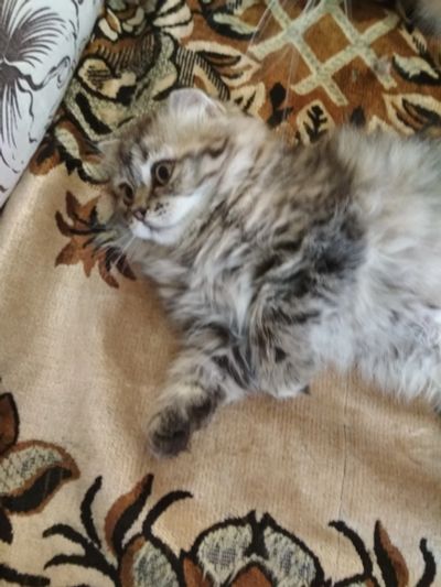 Лот: 11604509. Фото: 1. Котенок Шотландской вислоухой... Кошки, котята