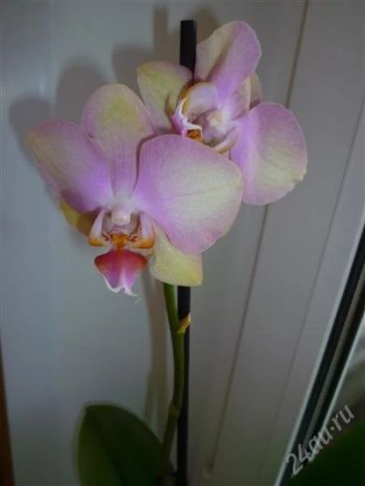 Лот: 2764610. Фото: 1. орхидея фаленопсис №21-1. Горшечные растения и комнатные цветы
