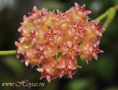 Лот: 4330522. Фото: 1. Хойя-Hoya mindorensis orange-5... Горшечные растения и комнатные цветы
