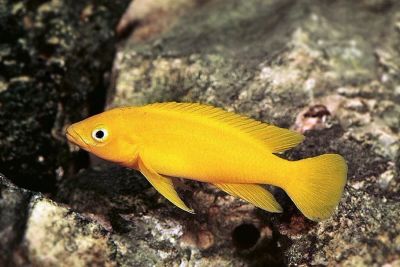 Лот: 13926984. Фото: 1. Неолампрологус Лелеупи (Neolamprologus... Рыбки