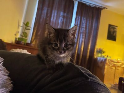 Лот: 17767982. Фото: 1. чёрный котенок девочка. Кошки, котята
