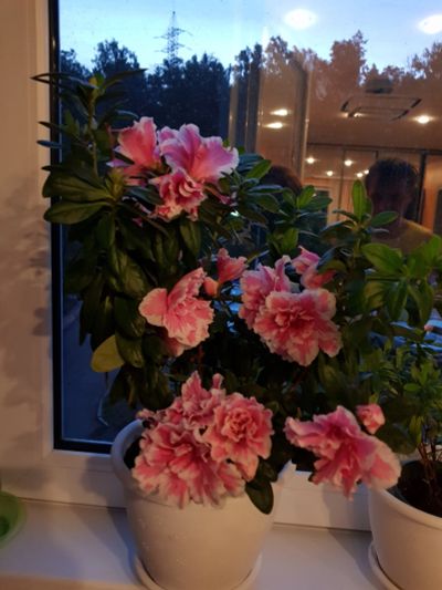 Лот: 11135585. Фото: 1. Азалия Илона Бело-розовая (Черенок... Горшечные растения и комнатные цветы