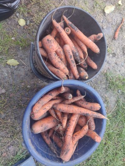 Лот: 19452951. Фото: 1. Пакет морковки белый. Овощи, фрукты, зелень
