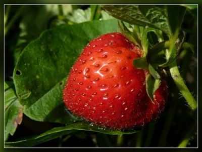 Лот: 5563025. Фото: 1. Земляника "ХОНЕЙ" ранняя.10-12шт... Другое (семена, рассада, садовые растения)