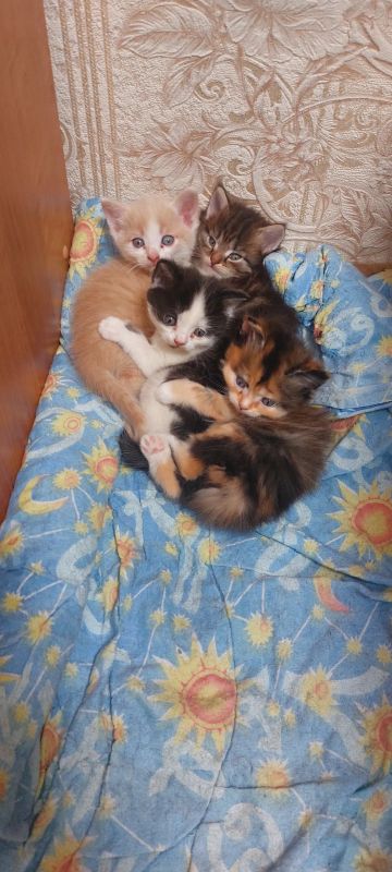 Лот: 24324971. Фото: 1. Кошки. Кошки, котята