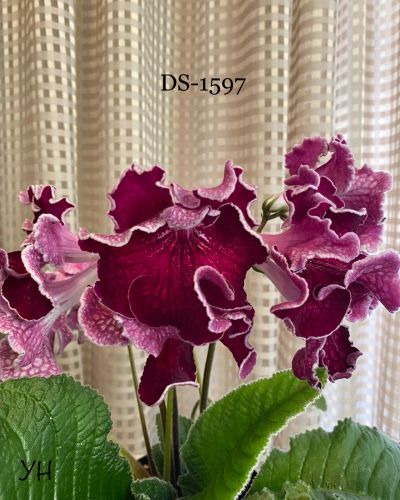 Лот: 19579821. Фото: 1. Стрептокарпус DS-1597 (стартер... Горшечные растения и комнатные цветы