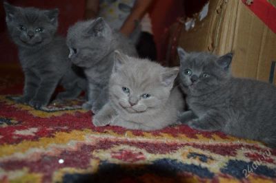 Лот: 2437085. Фото: 1. Британчики. Кошки, котята