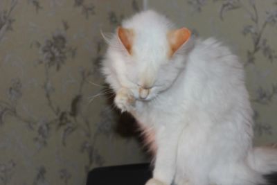 Лот: 6424445. Фото: 1. Отдам кошку смешанной породы Ангорка-Сибирская. Кошки, котята