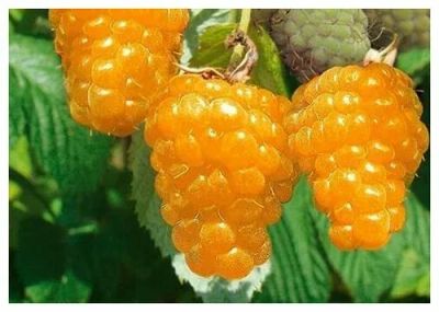 Лот: 22389671. Фото: 1. Саженец Желтый ГИГАНт сорт сладкой... Ягоды