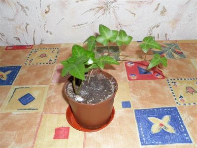 Лот: 534067. Фото: 1. ВЬЮН. Горшечные растения и комнатные цветы