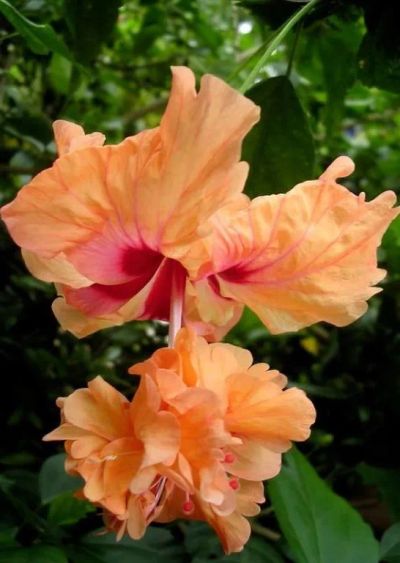 Лот: 20540877. Фото: 1. Гибискус El Capitol Tequila Sunrise. Горшечные растения и комнатные цветы