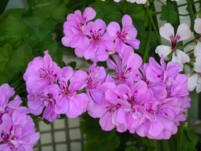 Лот: 3088304. Фото: 1. Плющелистная пеларгония PAC Lilac. Горшечные растения и комнатные цветы