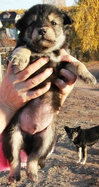 Лот: 4570765. Фото: 1. Отдам чудесных щенков!!!. Собаки, щенки