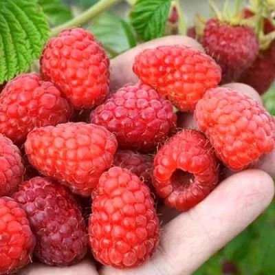 Лот: 20336805. Фото: 1. Саженец Малины ПАТРИция. ПРОДАжа... Ягоды