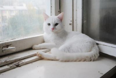 Лот: 7311760. Фото: 1. Белоснежный котик в добрые руки. Кошки, котята