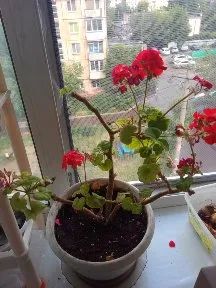 Лот: 20596141. Фото: 1. Герань. Горшечные растения и комнатные цветы