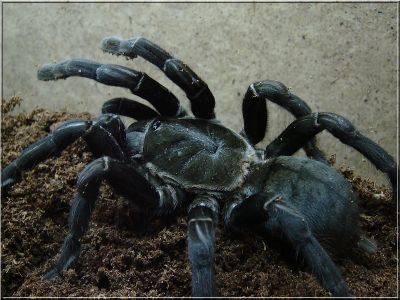 Лот: 8665257. Фото: 1. Паук птицеед Haplopelma minax... Остальные животные