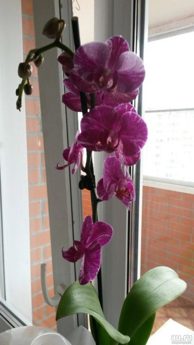 Лот: 13612469. Фото: 1. Орхидея. Молодое растение отросток. Горшечные растения и комнатные цветы